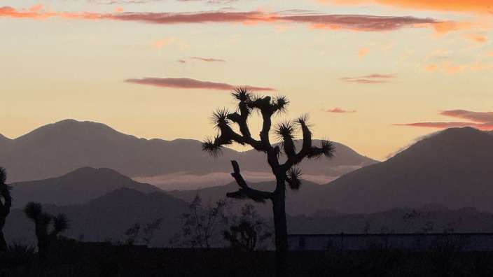 Joshua Tree