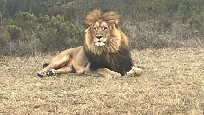 Bottlierskop: Safari