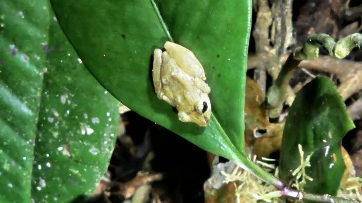 Ein kleiner, heller Frosch sitzt auf einem grünen Blatt im Dschungel.