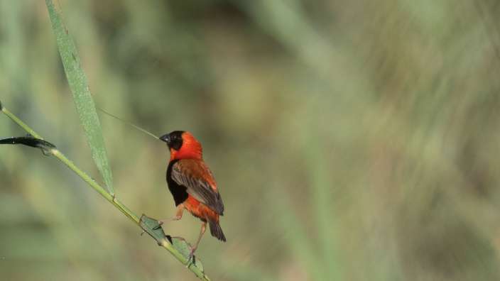 Kardinal am Addo Elephant Park