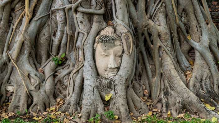Eingewachsener Kopf einer Buddha-Statur im Tempel Mahathat