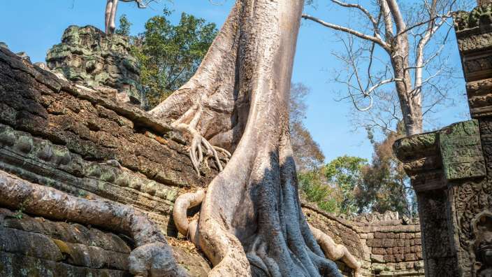 Der Tempel Ta Prohm in Angkor