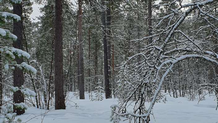 Winterlandschaft bei Alta