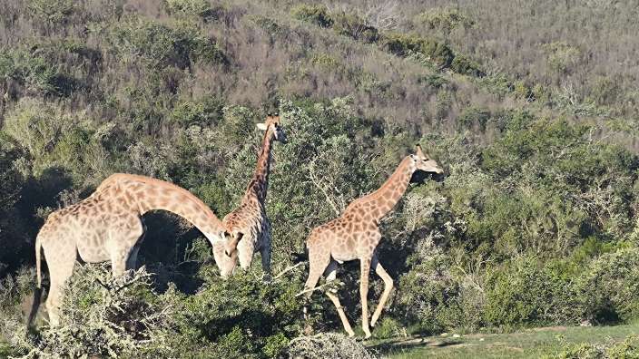 Safari Gondwana Game Reserve