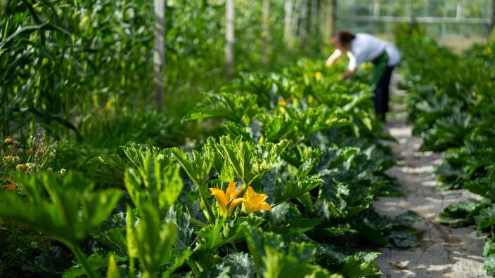 Küchengarten und Gewächshaus