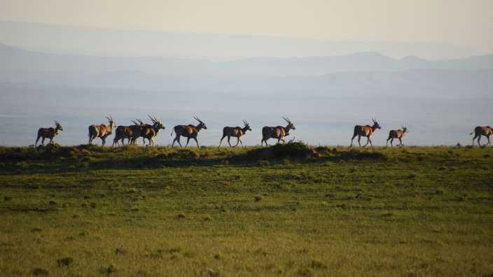 Elands im Samara Reserve