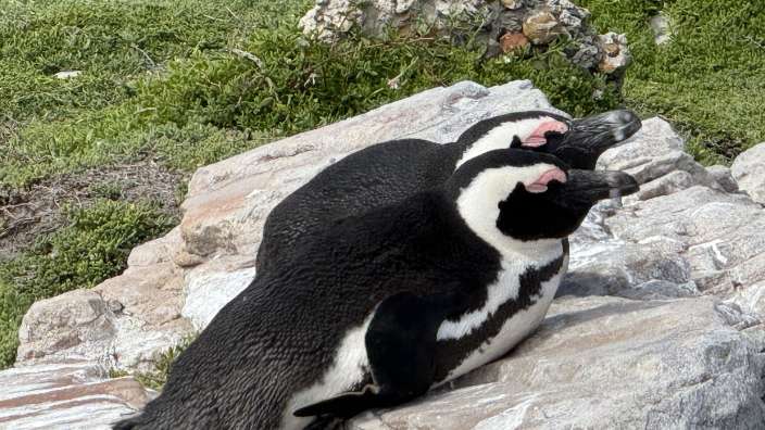 Pinguine Stony Point Colony 