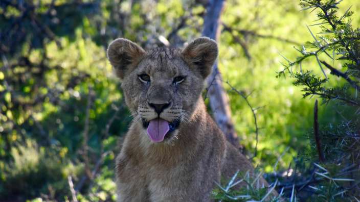 Löwe im Samara Reserve 