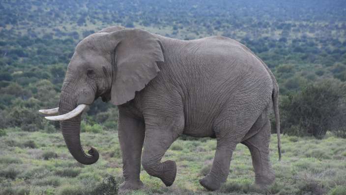 Elefant im Samara Reserve