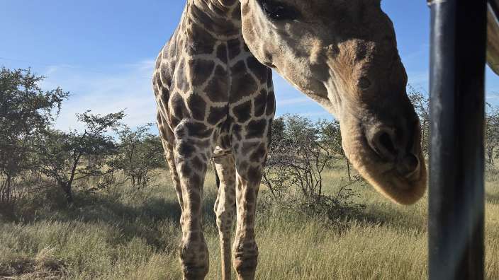 Zutrauliche Giraffe