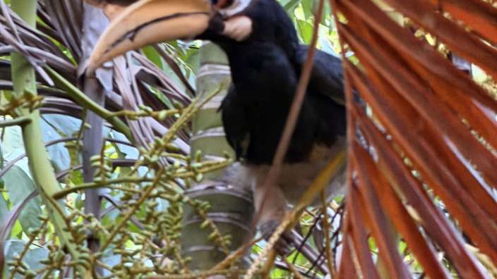 Hornbill auf Klo Phra Thong