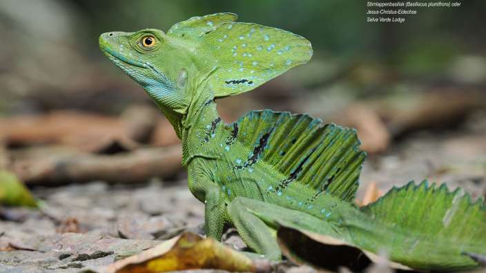Ein grüner Basilisk sitzt auf dem Boden, umgeben von Blättern und Zweigen.