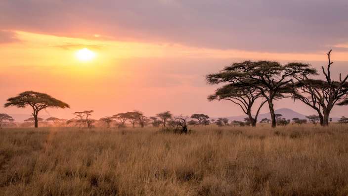 Ein afrikanisches Savannenlandschaft mit Akazienbäumen und trockenem Gras unter einem rosafarbenen Himmel bei Sonnenuntergang.
