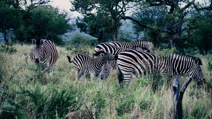 Freches Zebrafohlen