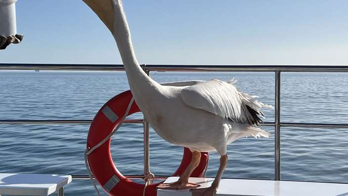 Katamaran Ausflug in Walvys Bay
