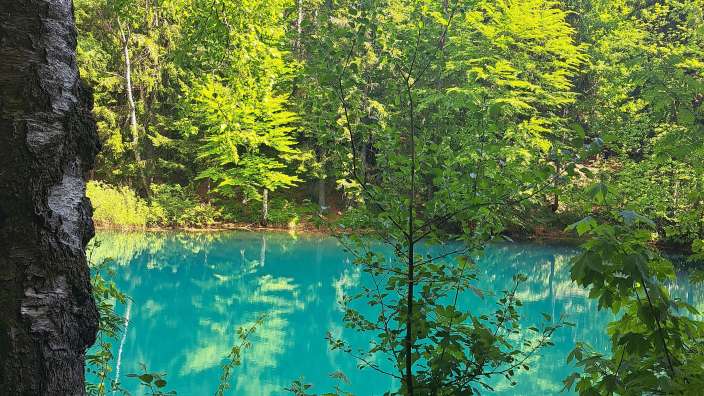 Ein türkisfarbener See ist von üppigem grünen Wald umgeben, mit einem Baumstamm auf der linken Seite des Bildes.