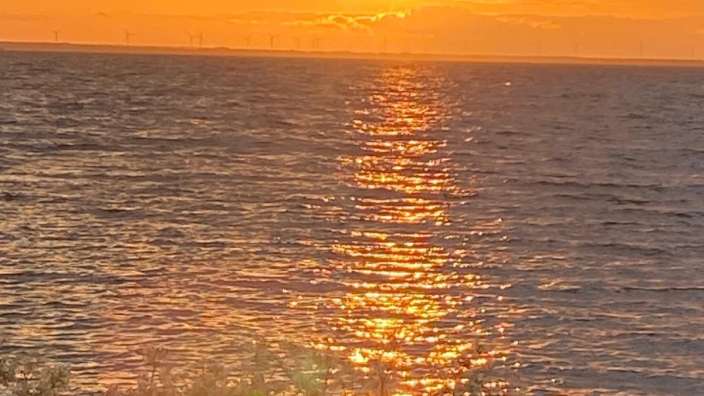 Ein Sonnenuntergang über dem Meer mit Windrädern am Horizont und blühenden Pflanzen im Vordergrund.