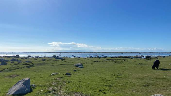 Ein schwarzer Rind weidet auf einer grasbewachsenen Wiese mit vielen Steinen und dem Meer im Hintergrund.
