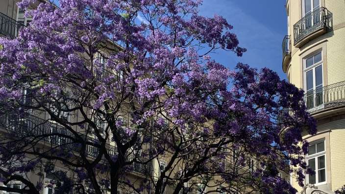 Ein blühender Jacaranda-Baum überragt im Vordergrund ein Gebäude, während ein weiteres Gebäude im Hintergrund zu sehen ist, alles vor einem strahlend blauen Himmel.