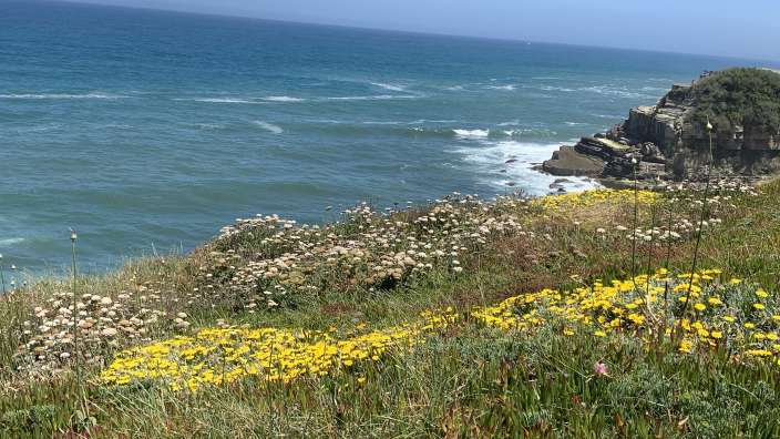 Ein dichter Teppich aus gelben und weißen Wildblumen bedeckt eine grasbewachsene Küstenböschung mit Blick auf das blaue Meer unter einem klaren Himmel.