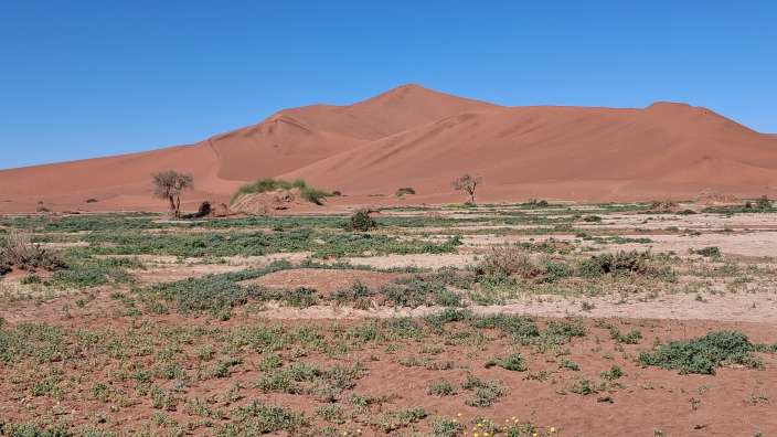 Ein weites, trockenes, rotes Sanddünengebiet unter einem klaren blauen Himmel, das mit wenig Vegetation bewachsen ist.