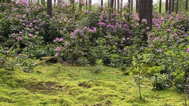 Ein Waldboden mit üppigem Moos und vielen rosa Blütensträuchern.