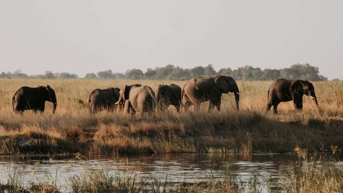 Elefanten im Caprivi