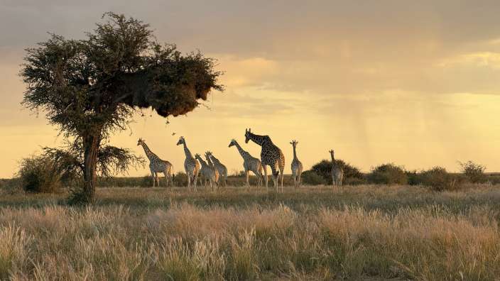 Eine Gruppe Giraffen steht im goldenen Licht der Abendsonne auf einer Ebene mit trockenem Gras und Büschen.