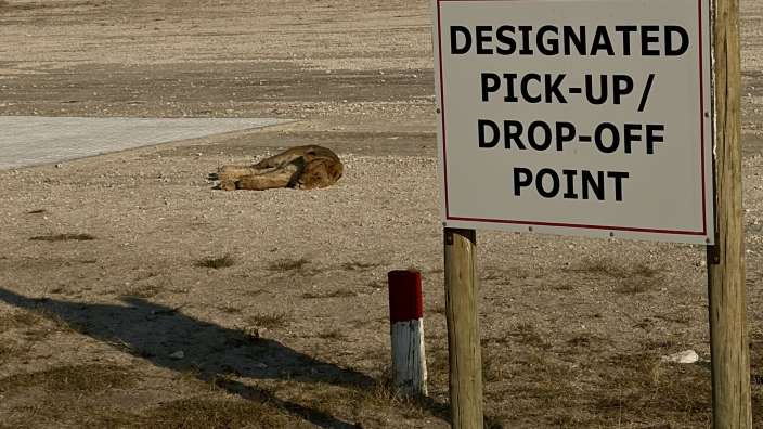 Auf einem Kiesplatz liegt ein schlafender Löwe neben einem Schild mit der Aufschrift "Designated Pick-up / Drop-off Point".