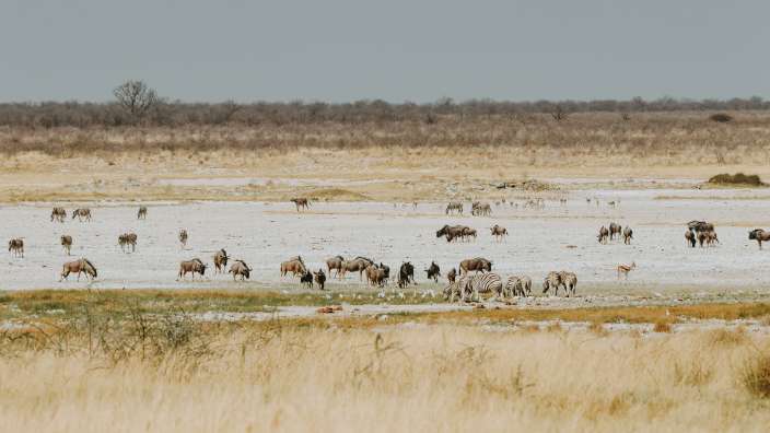 Ein Schwarm von Zebras und Gnus steht in einer weiten Savanne unter einem grauen Himmel.