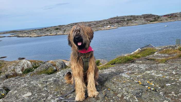 Ulani auf der Insel Käringön