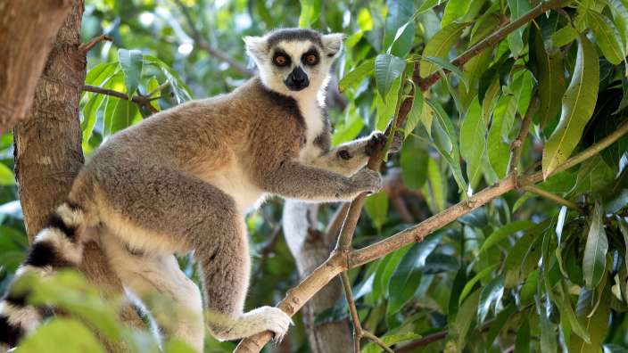 Einzigartige Tierwelt: Lemur im Ranomafana Nationalpark