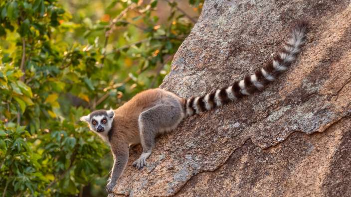 Ein Katta-Lemur mit charakteristischem schwarz-weiß geringeltem Schwanz klettert im Morgenlicht auf einen großen Felsen in Madagaskar.