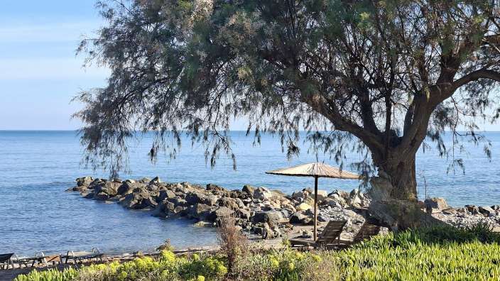 Am Strand der Unterkunft Eleven Boutique Suites spendet ein großer Baum Schatten auf Liegestühle und Sonnenschirme.