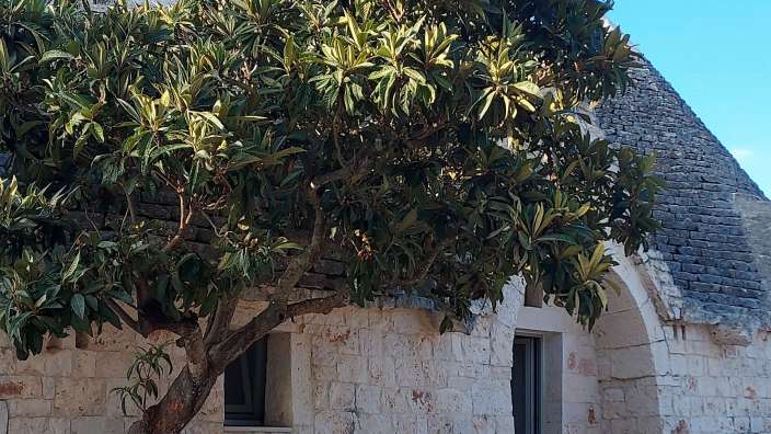 Ein traditionelles Trullo-Hotel mit kegelförmigen Dächern bei Monopoli, im Vordergrund ein üppiger Baum vor einer Bruchsteinmauer.