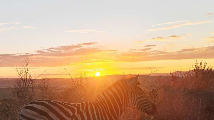 Ein Zebra steht bei Sonnenuntergang in der südafrikanischen Savanne.