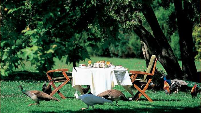 Eine Gruppe von Vögeln steht um einen Tisch im Gras