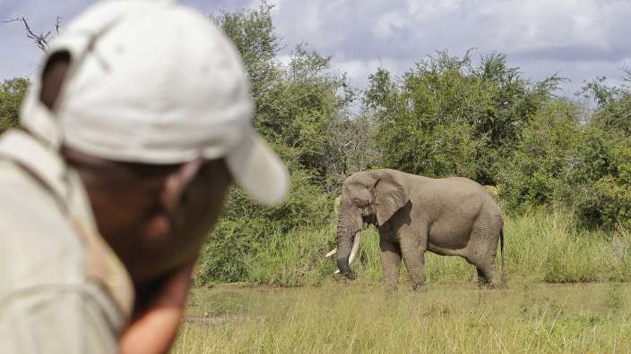 Ein Mann schaut auf einen Elefanten in einem Feld