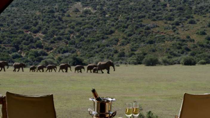 Ein Tisch mit einem Eimer Champagner und zwei Gläsern auf einem Deck mit Elefanten im Hintergrund