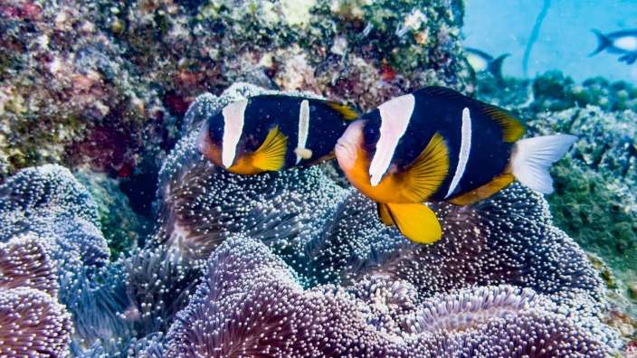 Ein paar Fische schwimmen auf einem Korallenriff