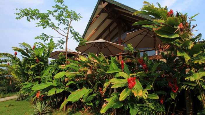 Ein tropischer Garten mit einem Haus im Hintergrund