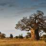 Ein Baum ohne Blätter steht in einem Feld