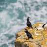 Drei Puffins stehen auf einem Felsen in der Nähe des Ozeans
