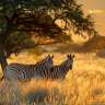 Zwei Zebras stehen in der goldenen Abendsonne in einem trockenen Grasland mit einem Baum im Hintergrund.