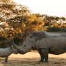 Nashörner im Etosha Park