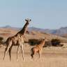 Giraffen im Erongo Gebirge