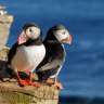 Zwei Puffins stehen auf einem Felsen in der Nähe des Ozeans