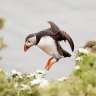 Ein Puffin springt in die Luft, um etwas zu essen