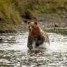 Ein Bär läuft durch einen Fluss