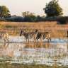 Eine Herde Zebras läuft durch das Wasser